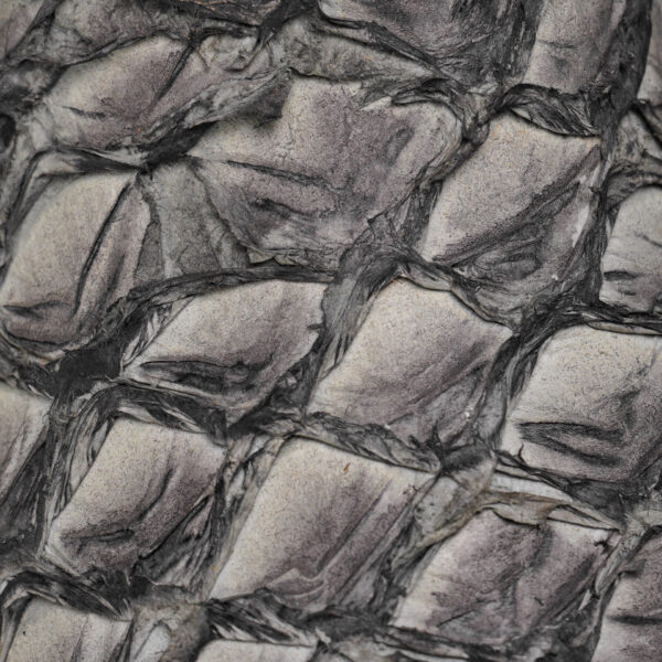 Pirarucu Fish-Web Gray Boots