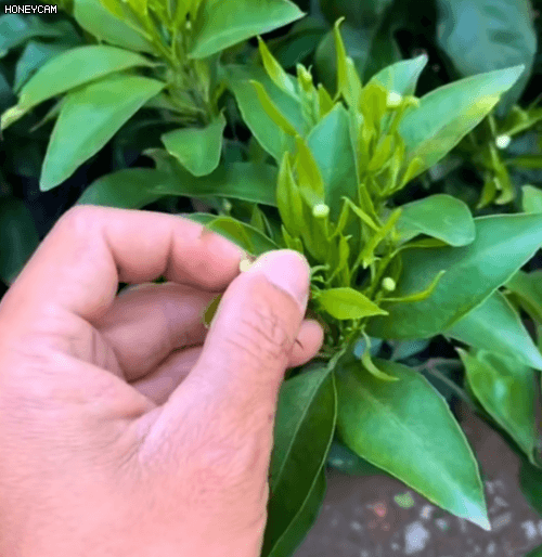 Honeycam 2025-11-17 20-54-10.gif