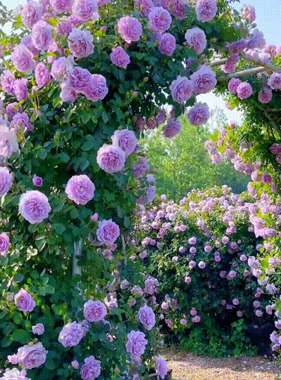 4-ad2ed6945e718fe6fccbcf384831765f.gif