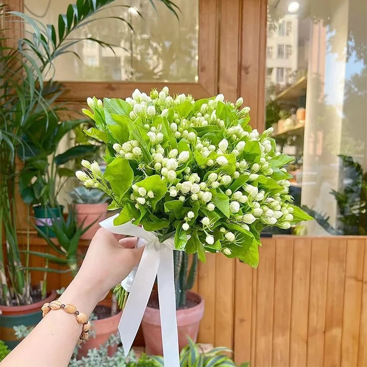 LAST DAY Promotion 49% OFF 🌸 Jasmine Potted Plant (Can be planted in winter)