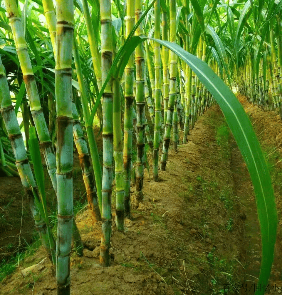 🔥Last day clearance🔥Premium Sugarcane Seeds 🍃Plant for Sweet & Bountiful Harvest