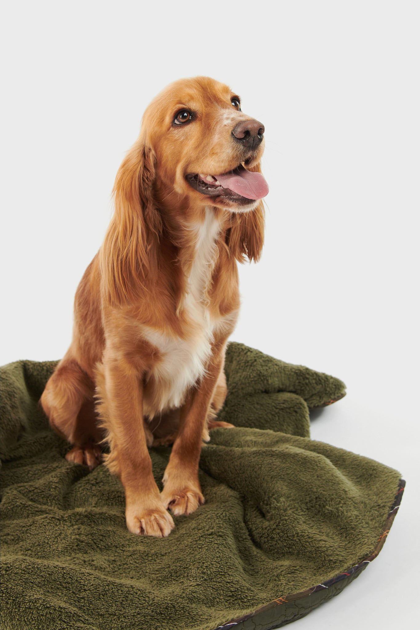 Dark Olive Dog Bone Quilted Blanket-Charming Tale Store