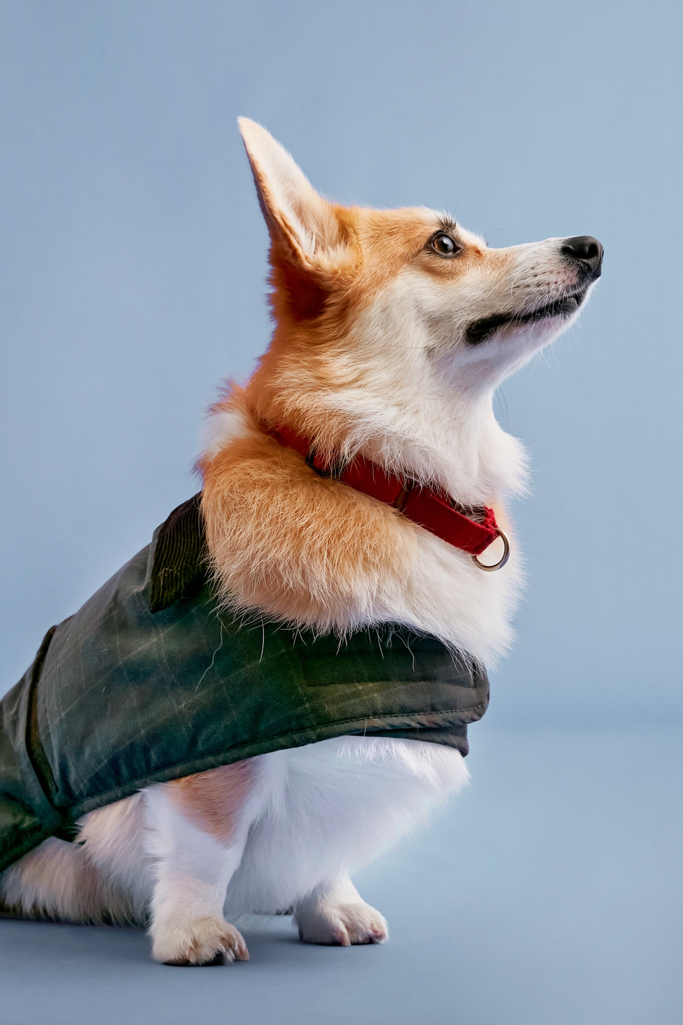 Tartan Wax Dog Coat-Charming Tale Store