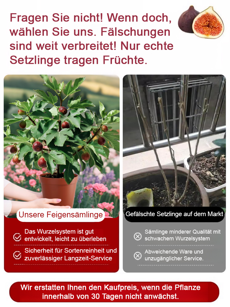 【100% Anwachsgarantie】✅2 Jahre alter Griechischer Feigenbaum | Kompakt & Ertragreich (Ideal für Töpfe) | Gut für Herz & Verdauung