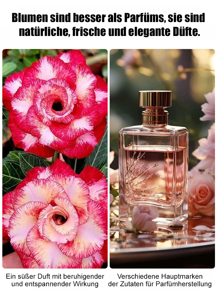 【Mit Wasser gedeiht es 100 Jahre】Wüstenrose Knolle | 300 Tage Blütezeit | Wächst fast ohne Wasser | Mit 100% Anwachsgarantie 🌸