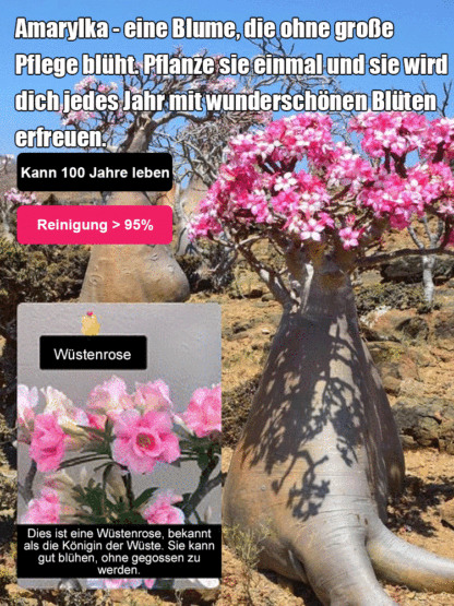 【Mit Wasser gedeiht es 100 Jahre】Wüstenrose Knolle | 300 Tage Blütezeit | Wächst fast ohne Wasser | Mit 100% Anwachsgarantie 🌸
