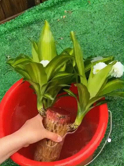 【Gdy napotka wodę, ożywa】Czteropory roku kwitnąca hydroponiczna brazylijska szczęśliwa roślina