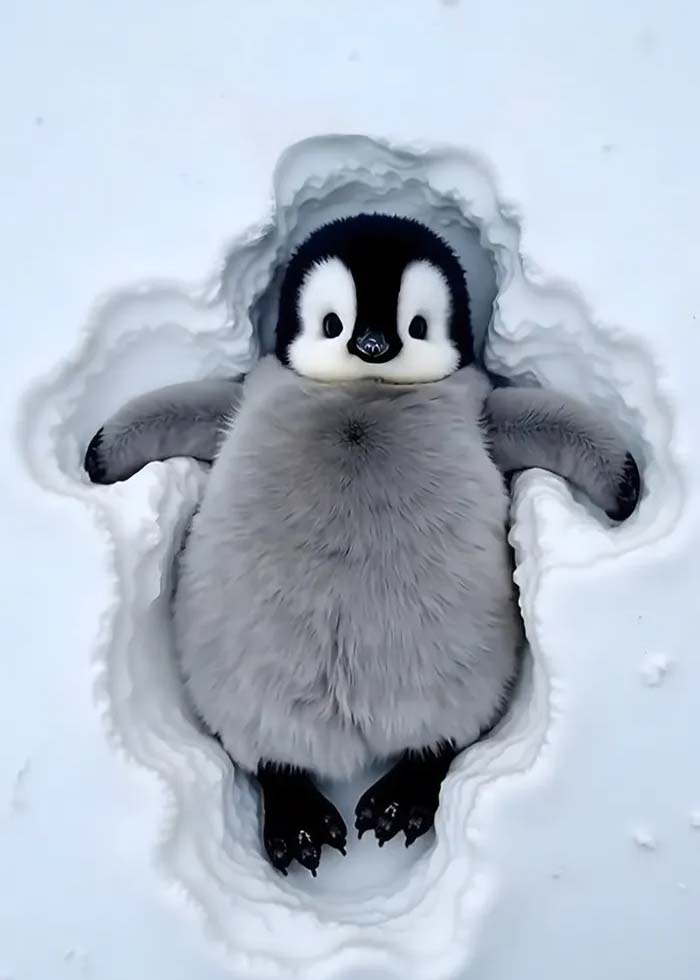 🎁Penguin~🐧 My Realistic Penguin