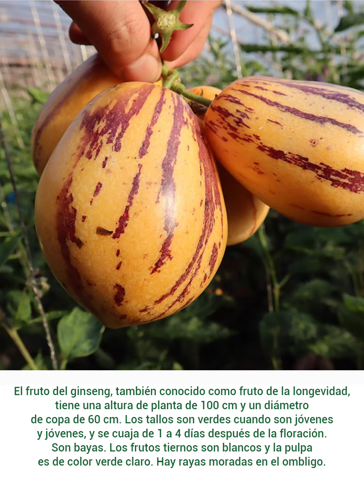 Fruta de ginseng en maceta con pulpa amarilla de sabor a leche que reduce el azúcar y la presión art