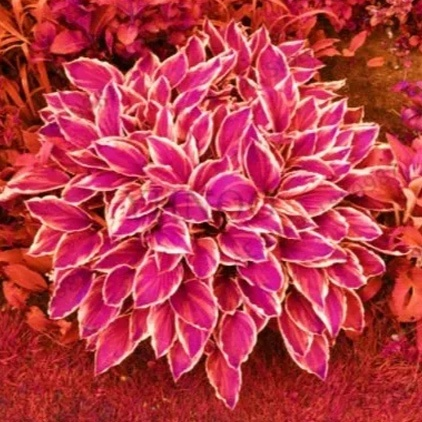 Semillas raras de Hosta con hojas variegadas