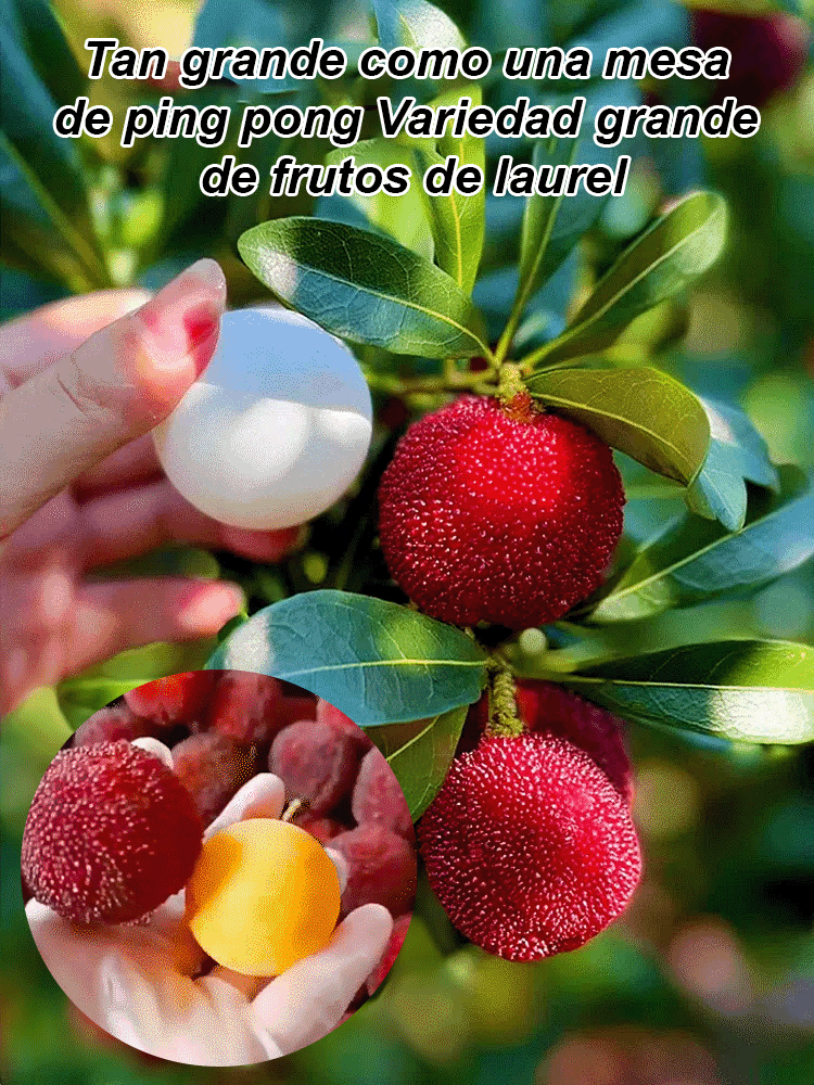 Cultivo de semillas de yangmei Dongkui en el jardín familiar.