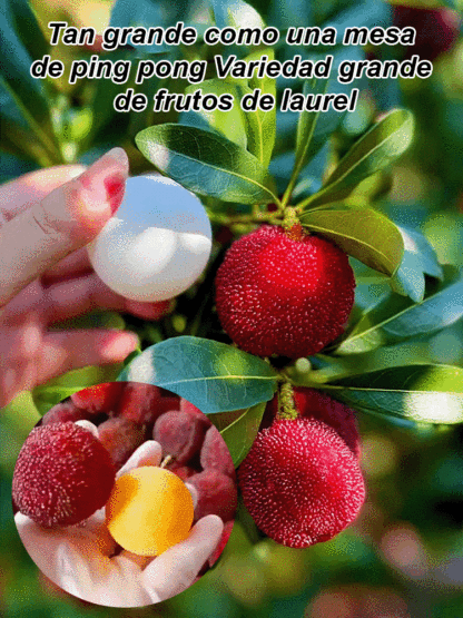 Cultivo de semillas de yangmei Dongkui en el jardín familiar.