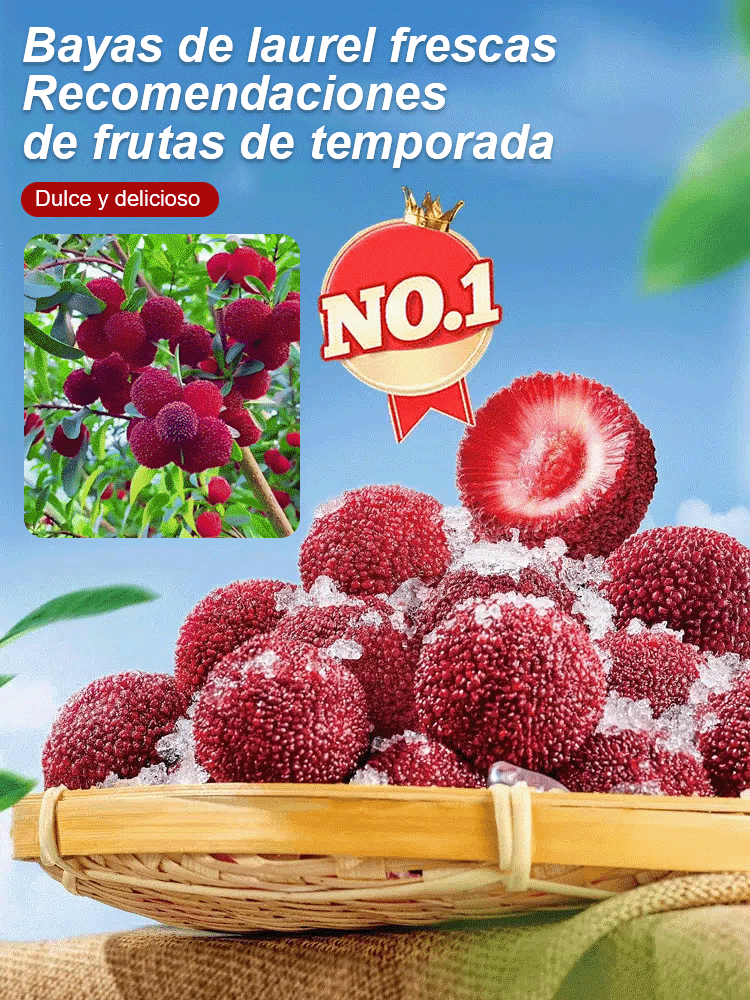 Cultivo de semillas de yangmei Dongkui en el jardín familiar.