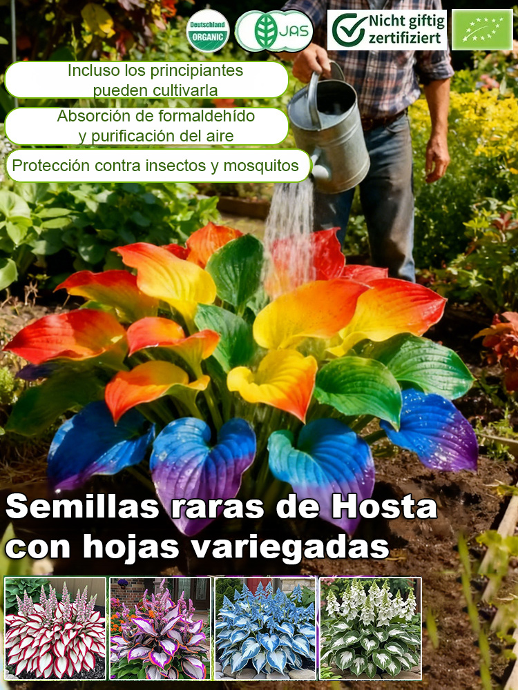 Semillas raras de Hosta con hojas variegadas