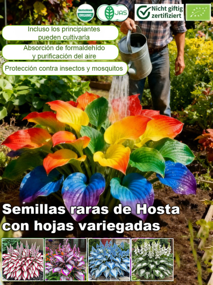 Semillas raras de Hosta con hojas variegadas
