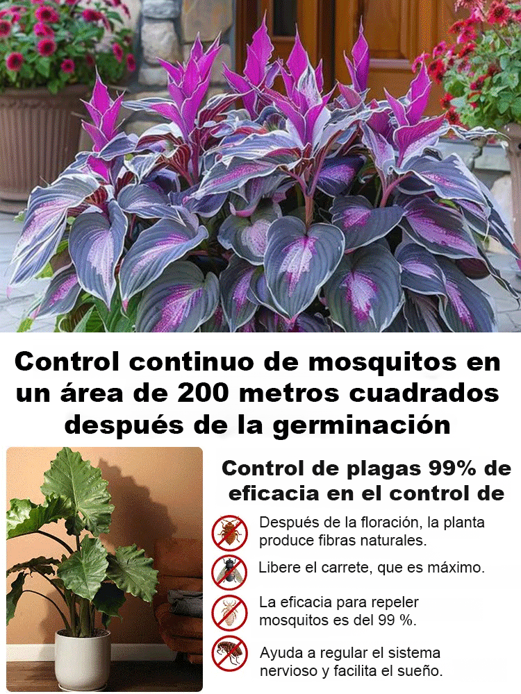 Semillas raras de Hosta con hojas variegadas