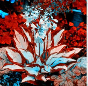 Semillas raras de Hosta con hojas variegadas