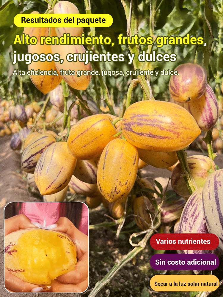 Fruta de ginseng en maceta con pulpa amarilla de sabor a leche que reduce el azúcar y la presión art