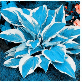 Semillas raras de Hosta con hojas variegadas