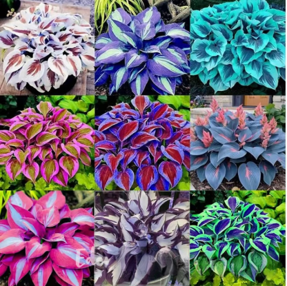 Semillas raras de Hosta con hojas variegadas