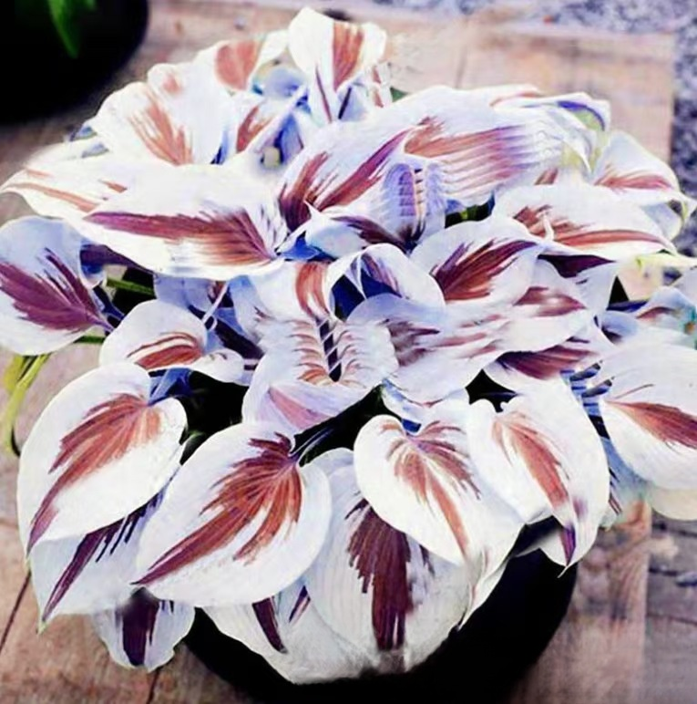 Semillas raras de Hosta con hojas variegadas