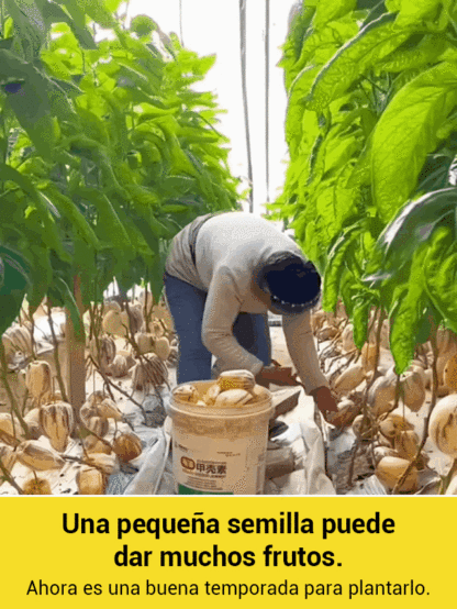 Fruta de ginseng en maceta con pulpa amarilla de sabor a leche que reduce el azúcar y la presión art