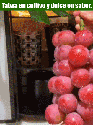 【Con aroma a vino】Semillas de uva Reina Nina