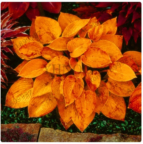 Semillas raras de Hosta con hojas variegadas
