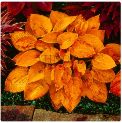 Semillas raras de Hosta con hojas variegadas