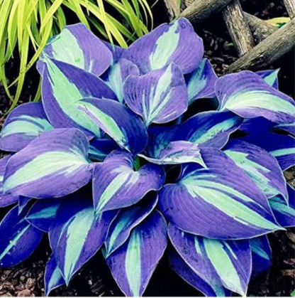 Semillas raras de Hosta con hojas variegadas
