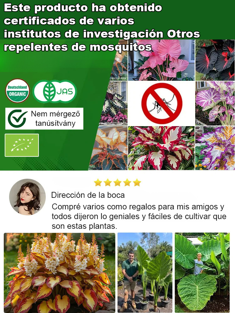 Semillas raras de Hosta con hojas variegadas