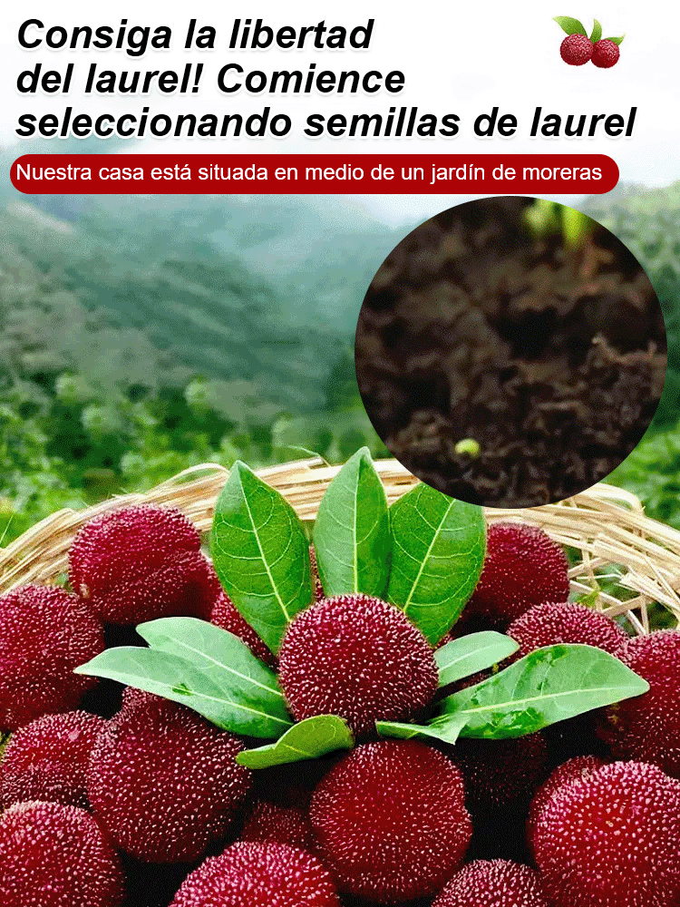 Cultivo de semillas de yangmei Dongkui en el jardín familiar.