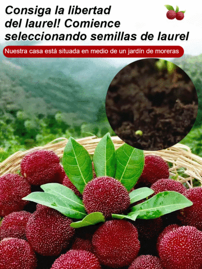 Cultivo de semillas de yangmei Dongkui en el jardín familiar.