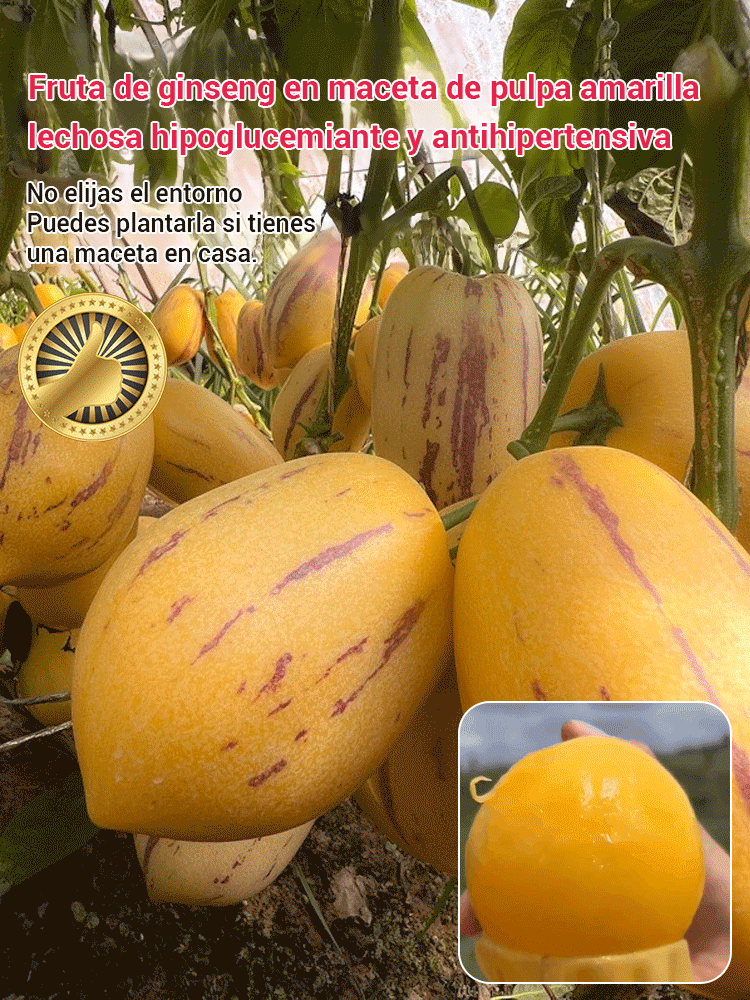 Fruta de ginseng en maceta con pulpa amarilla de sabor a leche que reduce el azúcar y la presión art