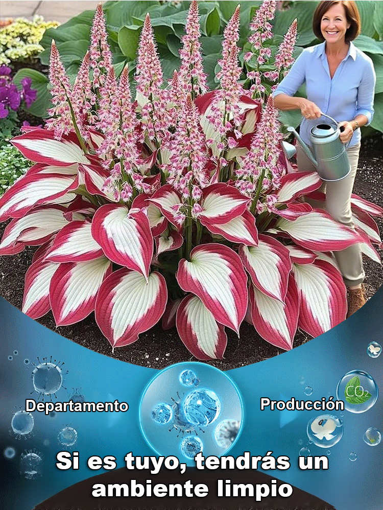 Semillas raras de Hosta con hojas variegadas