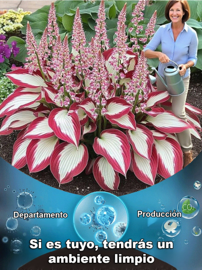 Semillas raras de Hosta con hojas variegadas