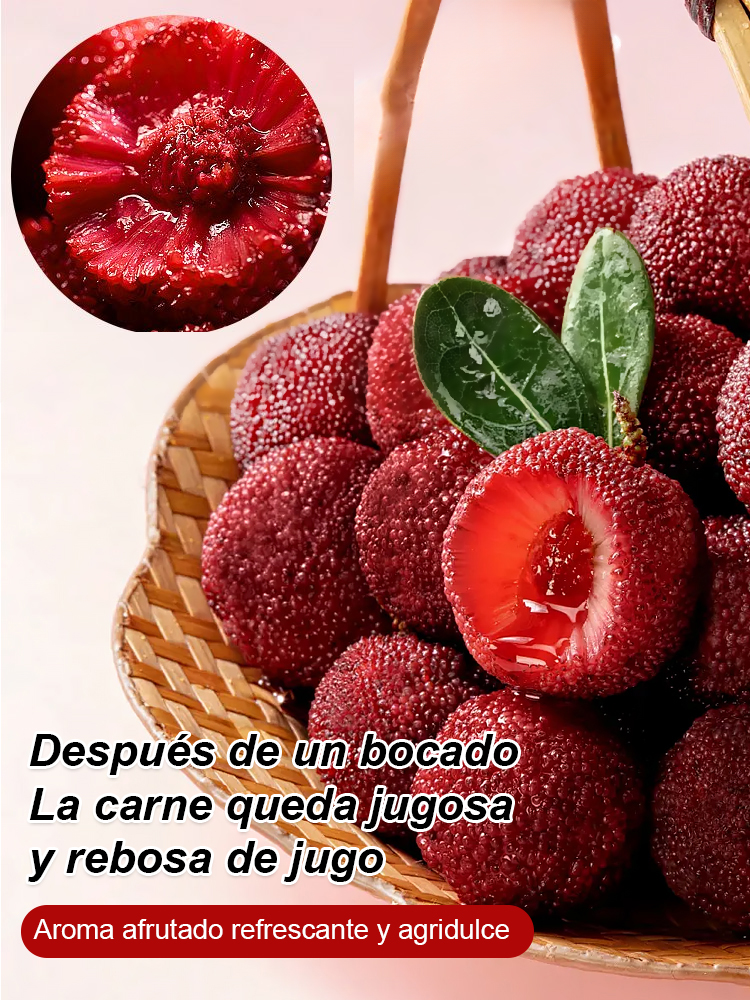 Cultivo de semillas de yangmei Dongkui en el jardín familiar.