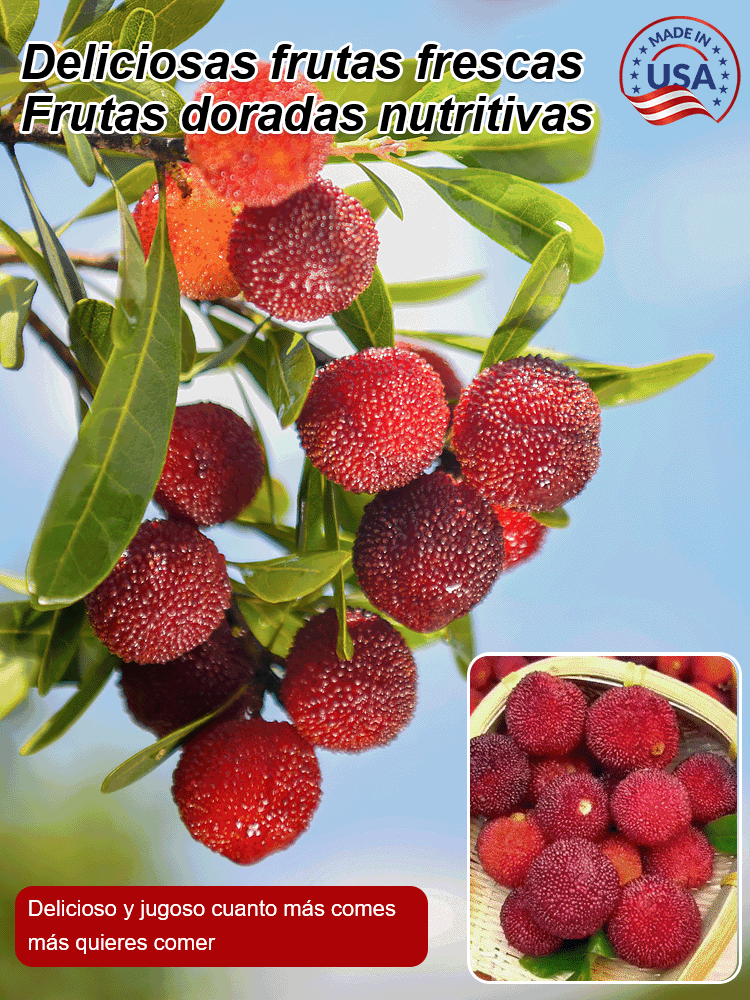 Cultivo de semillas de yangmei Dongkui en el jardín familiar.