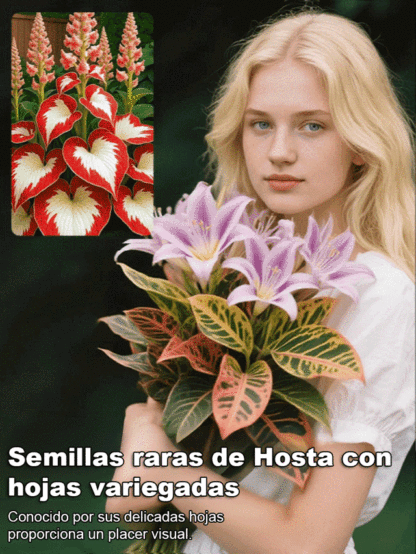 Semillas raras de Hosta con hojas variegadas