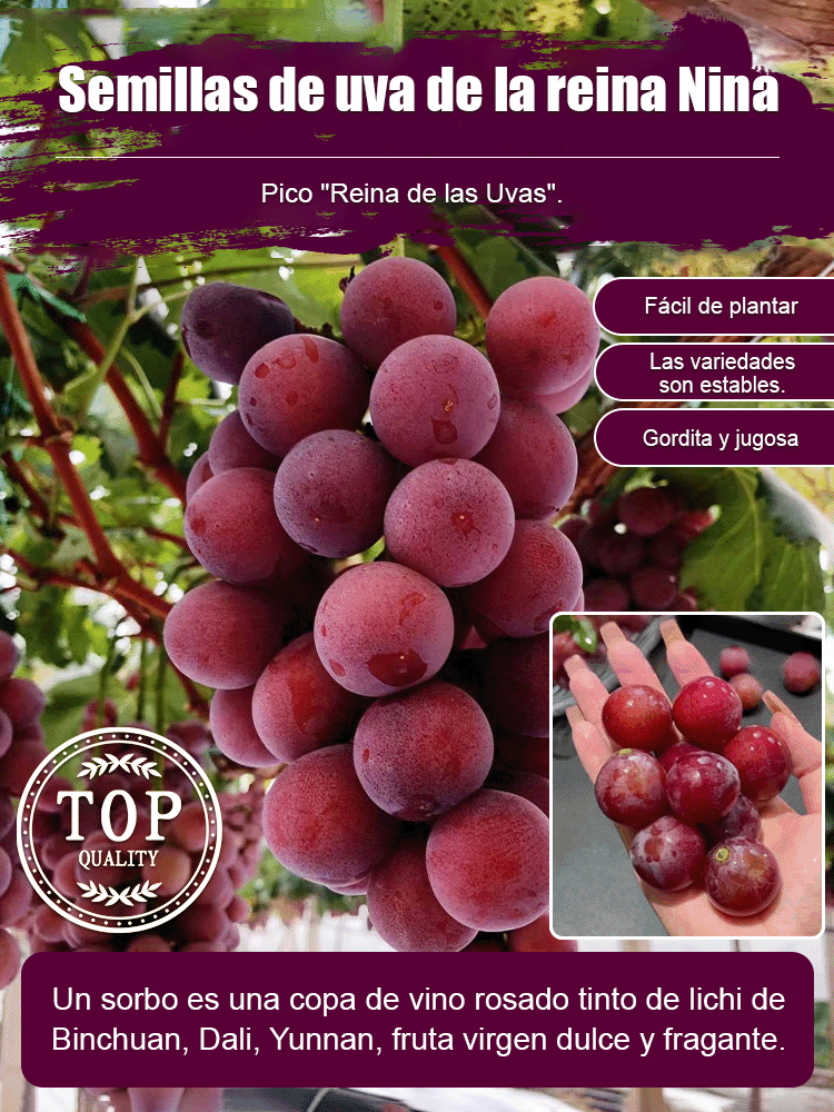 【Con aroma a vino】Semillas de uva Reina Nina