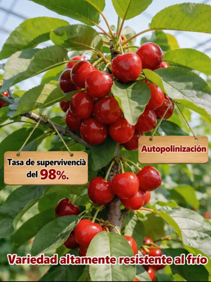 Plántula de cerezo que da frutos el mismo año, fructificación rápida