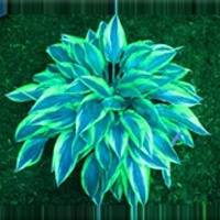 Semillas raras de Hosta con hojas variegadas