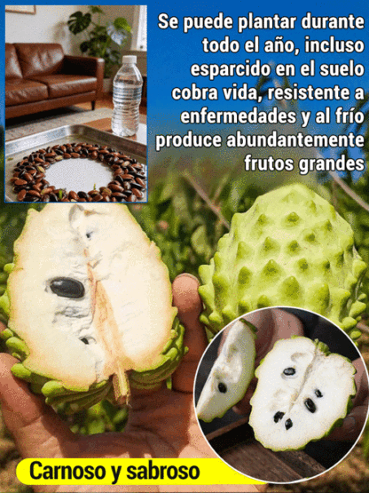 Semillas de guanábana