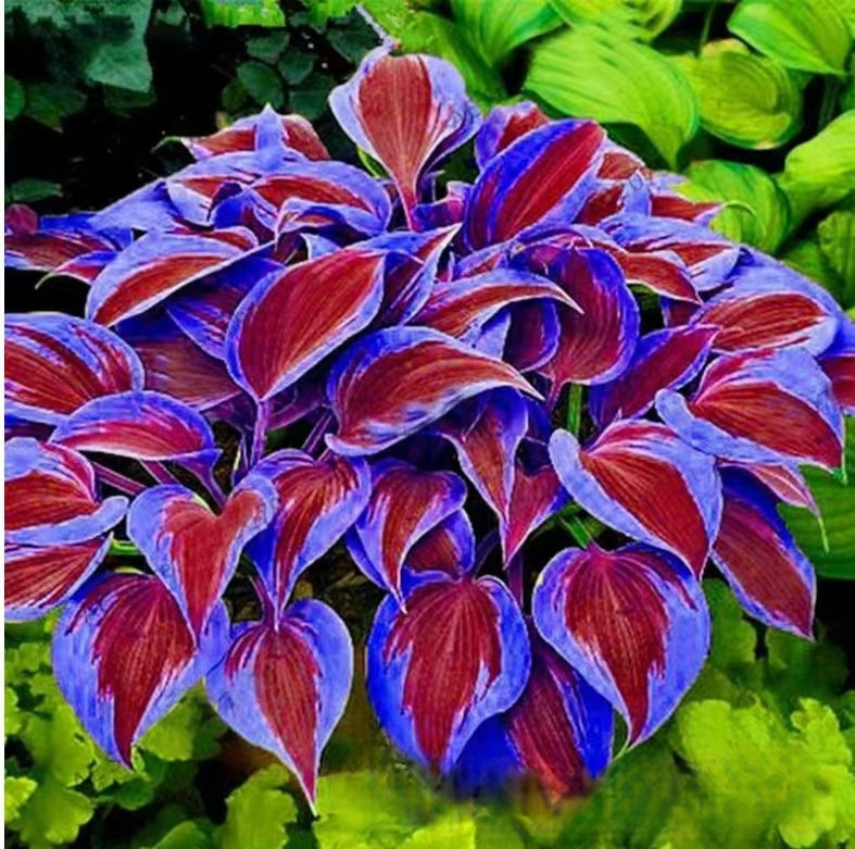 Semillas raras de Hosta con hojas variegadas