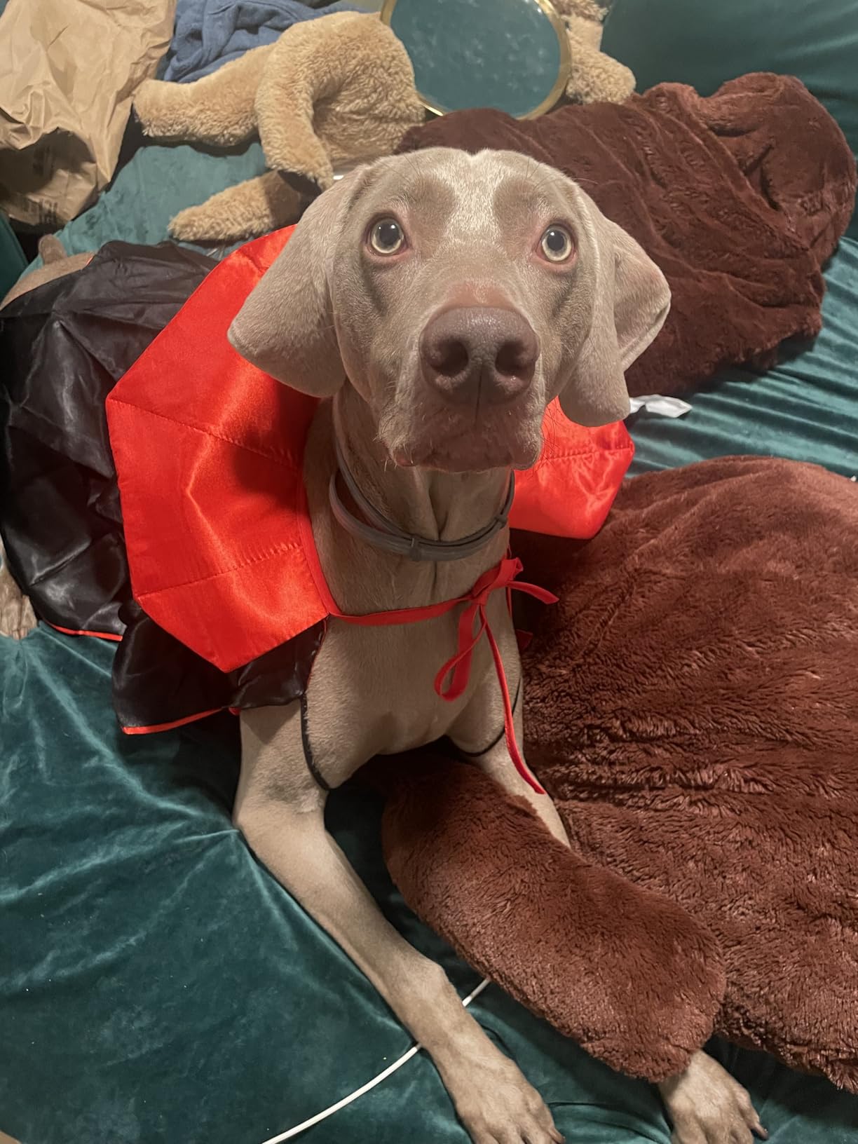 Great solution for pests in allergy/seizure dogs!