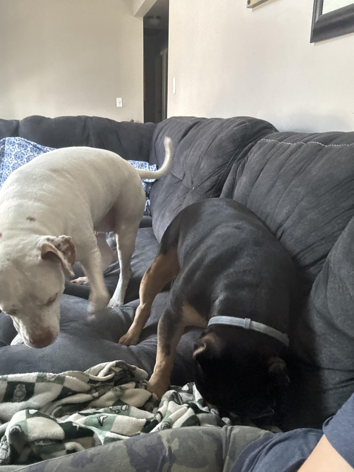 Perfect flea protection