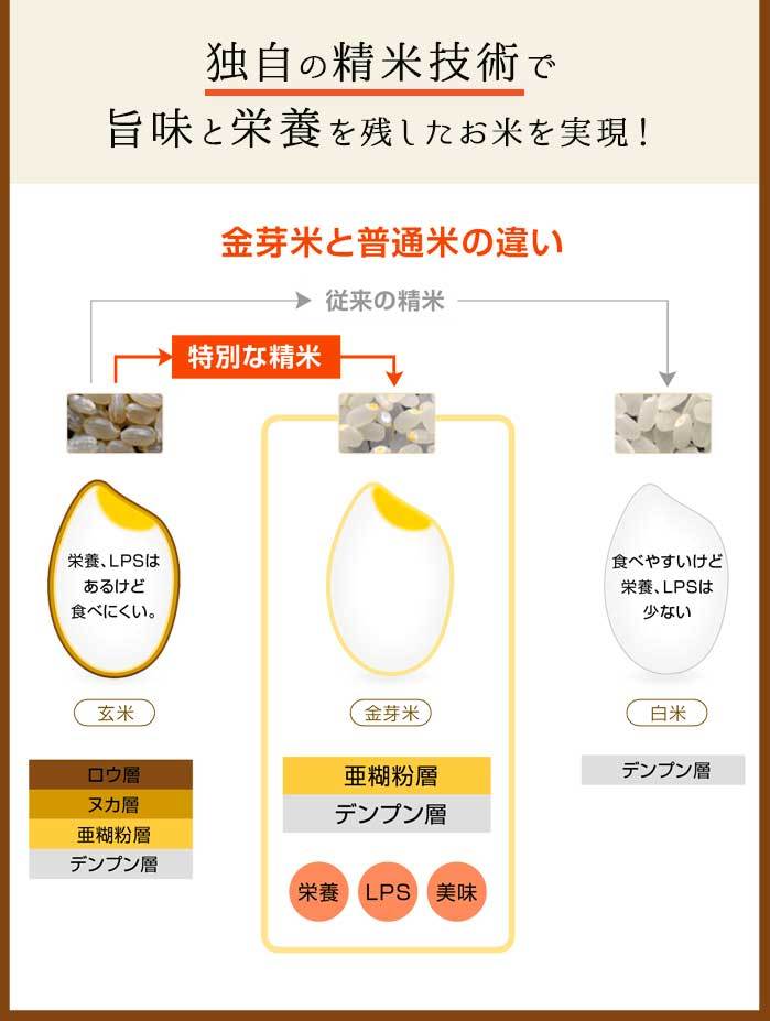 金芽米 ハイセレクト 9kg(4.5kg×2袋)【令和6年産】 国内産10割 無洗米 工場直送 送料無料 玄米の栄養を残した白米きんめまい ブレンド米　亜糊粉層（あこふんそう）国産玄米