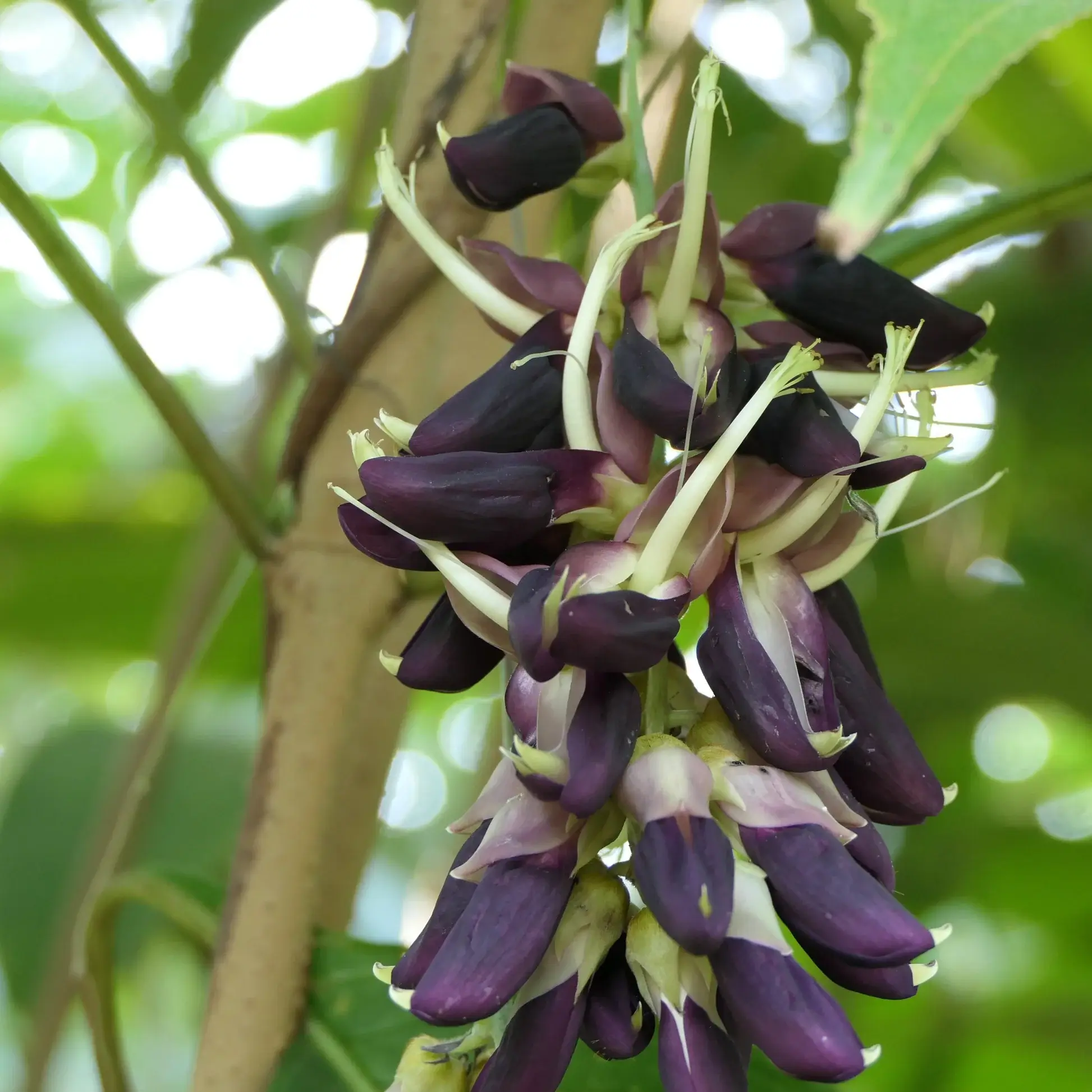 Mucuna Pruriens