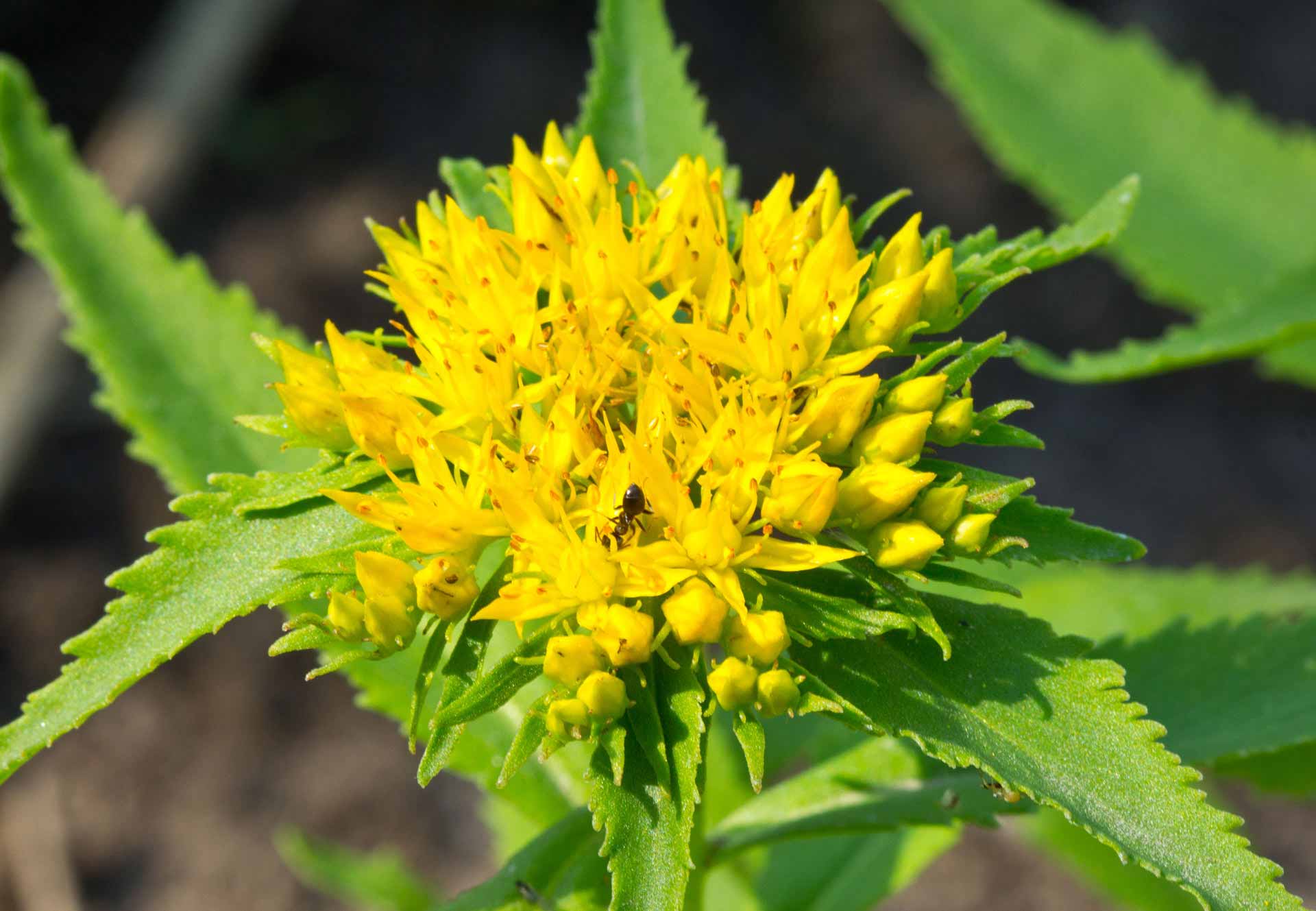 Rhodiola