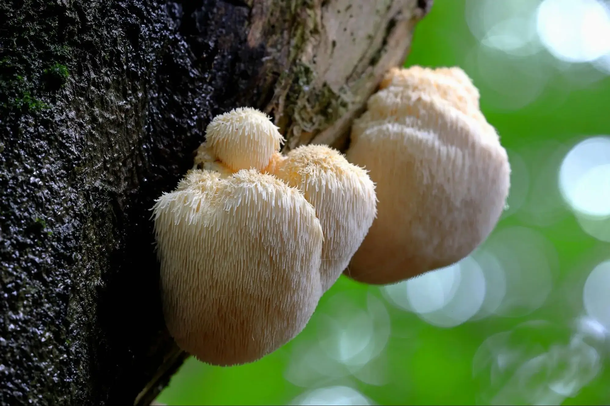 Lion’s Mane